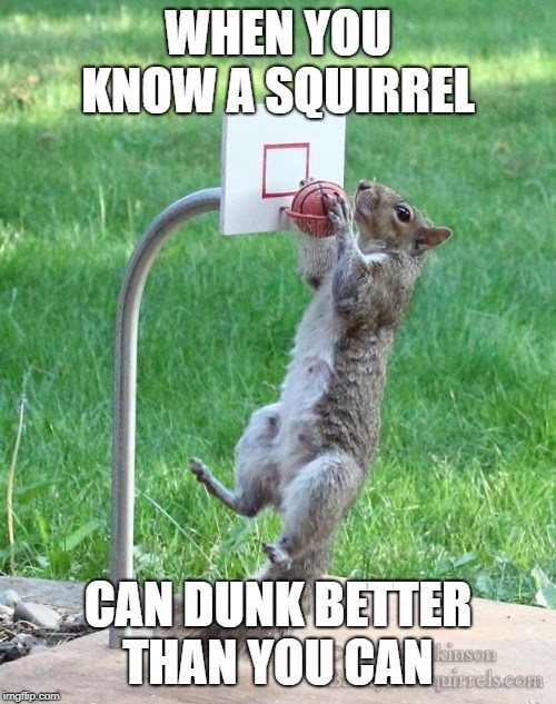 Basketball meme squirrel dunking