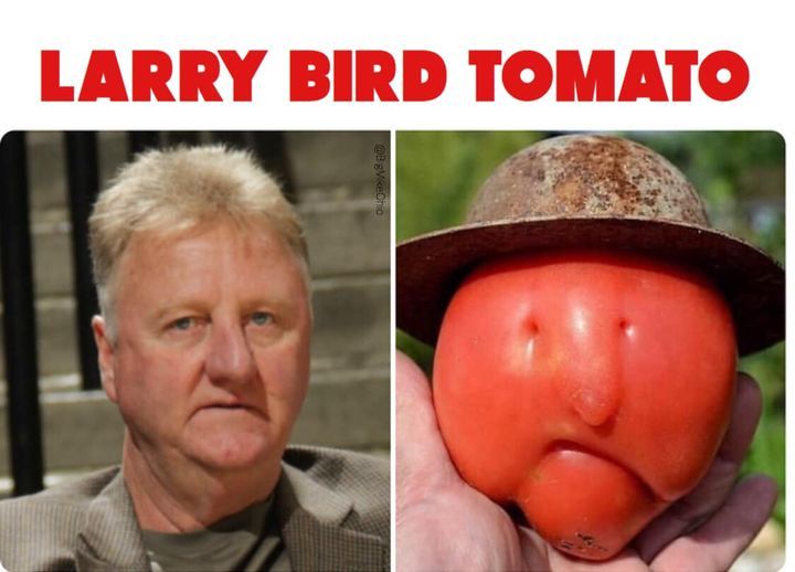 Larry Bird meme Tomato look alike