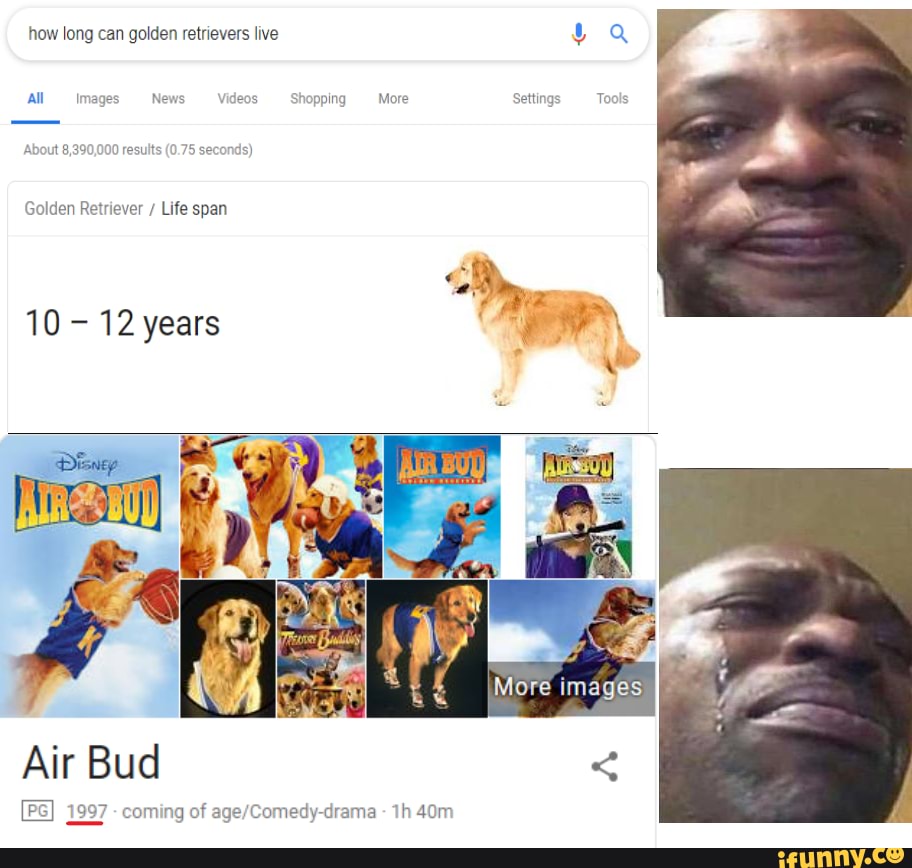Air Bud movie meme Golden Retriever life span google crying